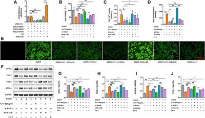 HJ11 decoction restrains development of myocardial ischemia-reperfusion injury in rats by suppressing ACSL4-mediated ferroptosis